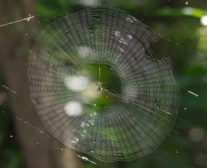 Spider Web Mandala by Hugh Vandervoort