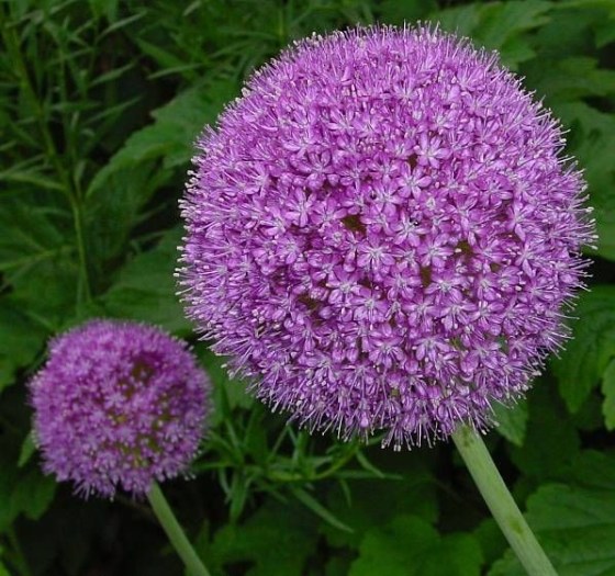 Allium Mandala
