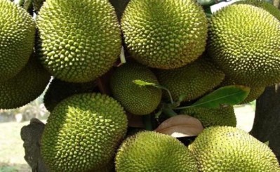 Jackfruit Mandala - Outer Skin