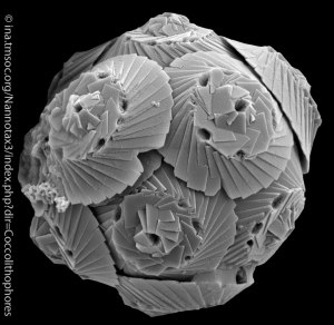 Coccolithophores "Cocco" Mandala by Nannotax