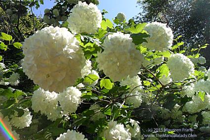 Snowball Mandalas - photograph by me