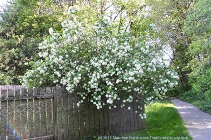 Snowball Mandalas - photo by me