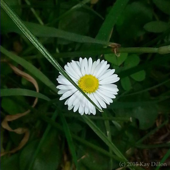Daisy Mandala - Photograph by Kay Dillon
