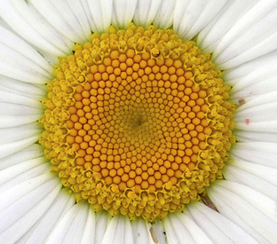 Daisy Mandala - detail