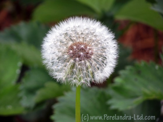 Puffy Dandelion Mandala - photograph by Perelandra-Ltd.com