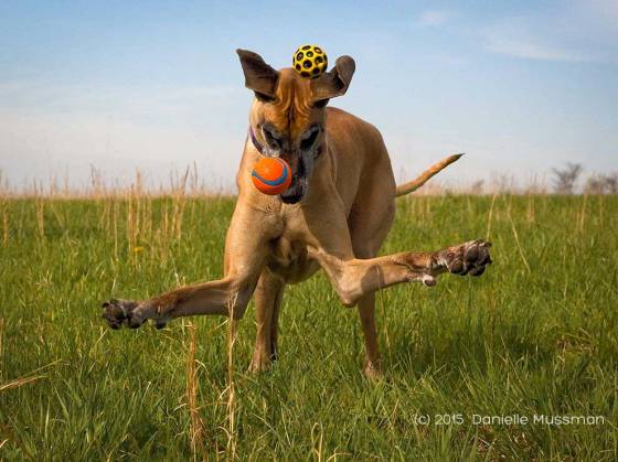 Playful Great Dane - Photograph by Danielle Mussman