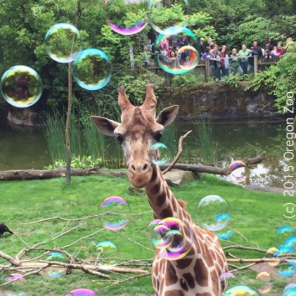 Bubbles Mandala - Photo (and bubbles) courtesy of senior keeper Laura Weiner