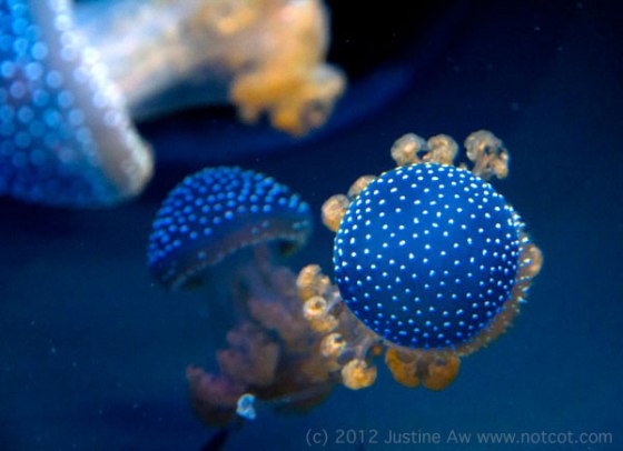 White Spotted Jellyfish - Photo by Justine Aw