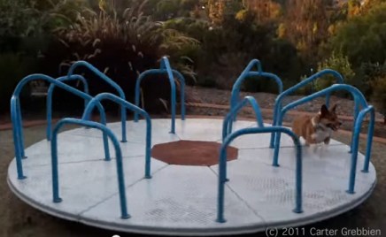 Corgi Go Round by Carter Grebbien