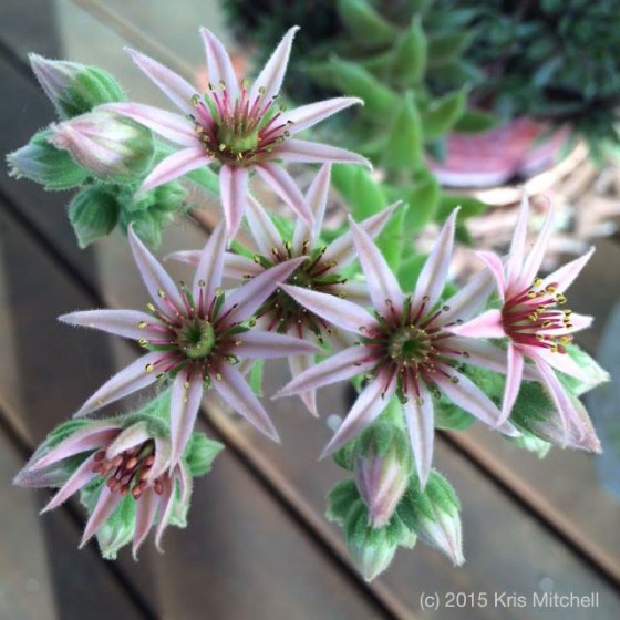 Succulents - Photo by Kris Mitchell