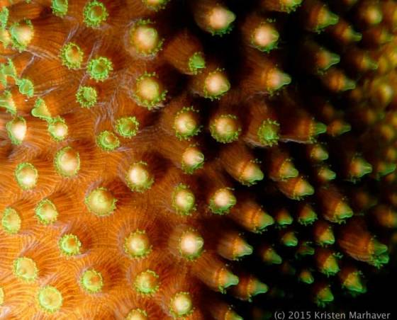 Baby Coral - photo by Kristen Marhaver