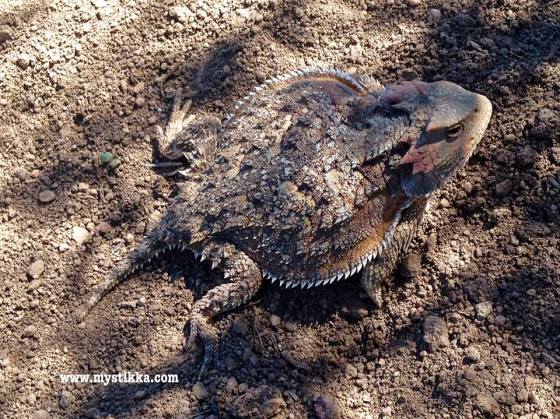 Horned Toad - photo by Mystikka Jade