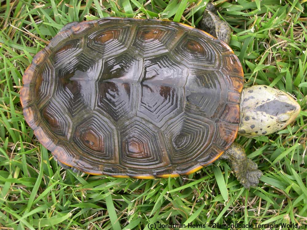 Diamondback Terrapin -  Jonathan Helms