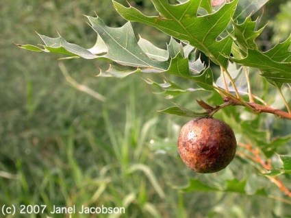 Oak Gall by Janel Jacobson