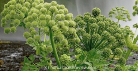 Angelica Archangelica Mandala