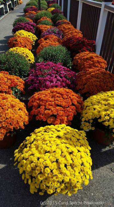 Mums - photograh by Carol Specht Polakowski