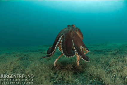 Walking Coconut Octopus - photo by Jürgen Freund