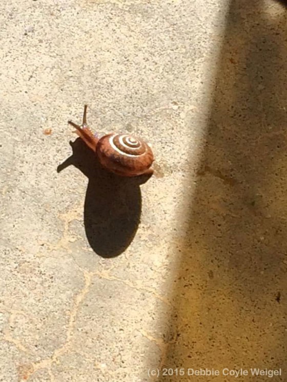 a snail and its shadow