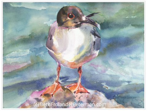 Swallow-Tailed Gull by Beth Frolander Peterman