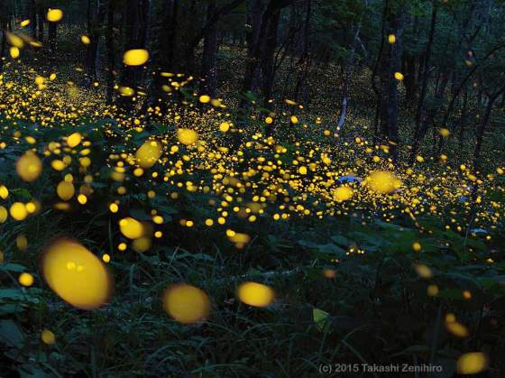 Fireflies by Takashi Zenihiro