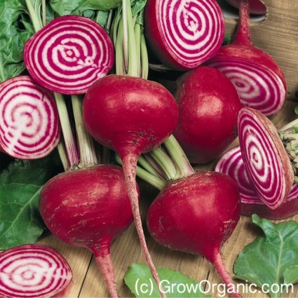 Chioggia Beets from Peaceful Valley Organic Seeds