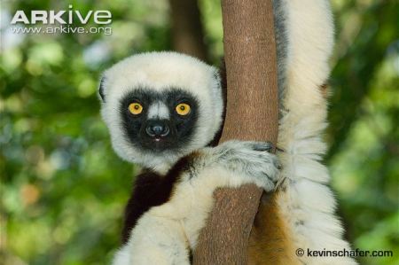 Coquerel's Sifaka - photo by Kevin Schafer