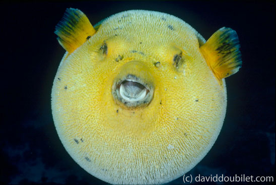 Puffer Fish - photo by David Doublilet