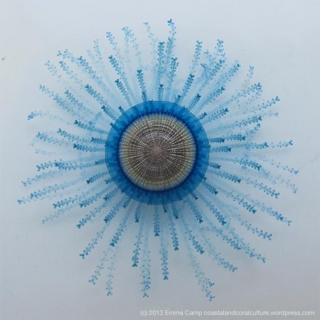 Blue Button Jellyfish - by Emma Camp