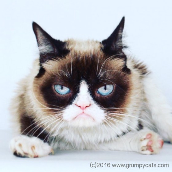 Grumpy Cat