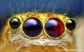 Spider Eyes by Thomas Shahan