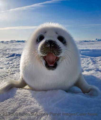 Happy Seal - photo by Keren Su/Lonely Planet Images/Cater News