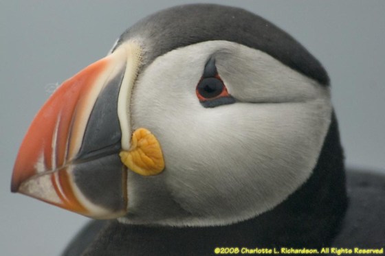 Puffin in Iceland - photo by Charlotte L. Richardson