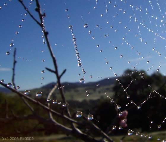 Dew Drops on Spider Web