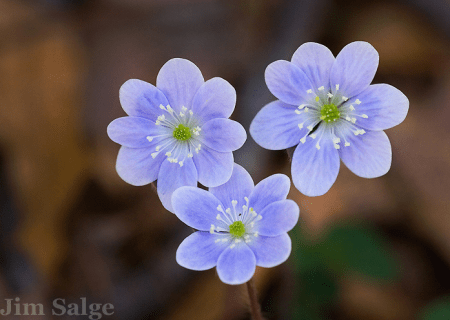 Hepatica Trio by Jim Salge