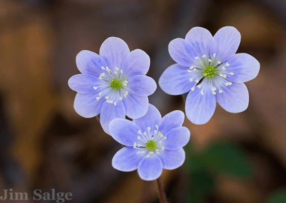 Hepatica Trio by Jim Salge