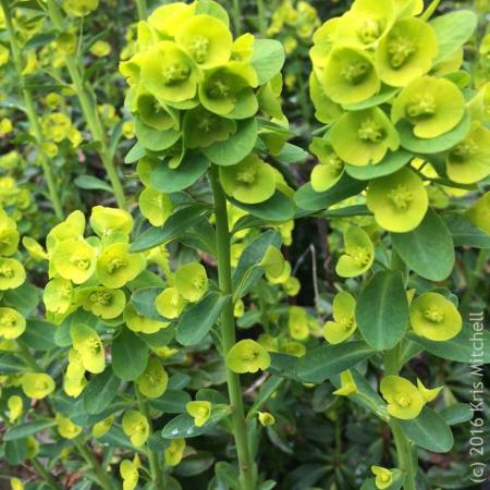 Albanian Spurge - photo by Kris Mitchell