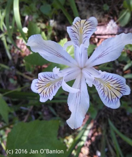 Wild Iris - photo by Jan O'Banion