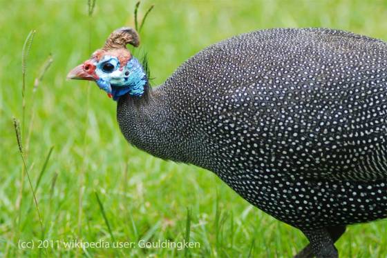 Helmeted Guineafowl - photo by gouldingken