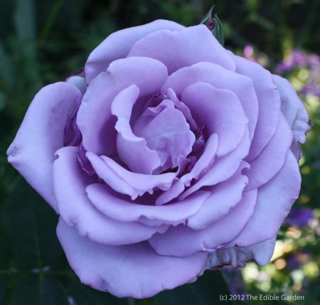 Lavender Rose - photo by The Edible Garden