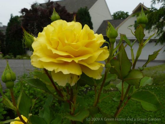 Yellow Shrub Rose - photo by Raji