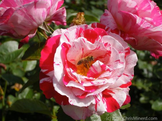 Candy Cane Rose with Bee - photo by Chris Minerd