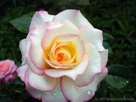 A Rose in Bali - photo by Bruce & Yanti Briscoe