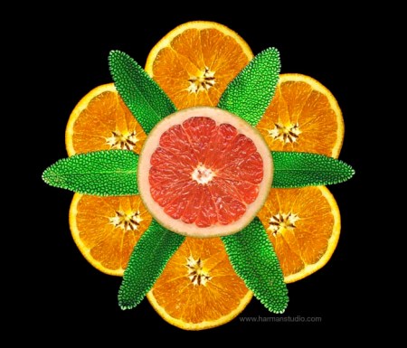 Orange Slices - photo by Bruce Harman