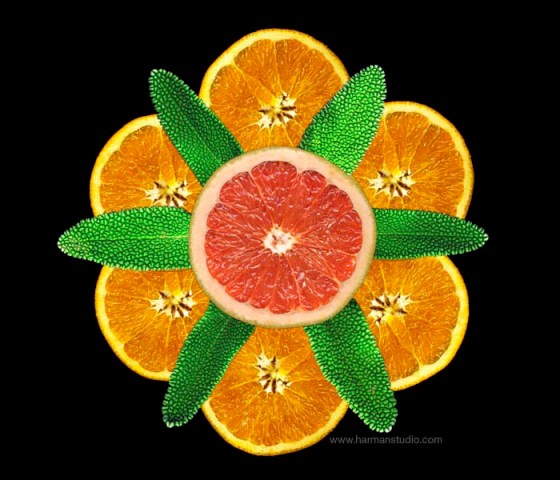 Orange Slices - photo by Bruce Harman