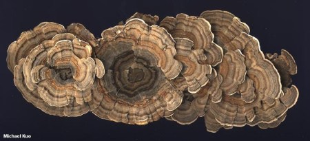 Turkey Tail Mushroom - photo by Michael Kuo