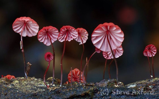 Marasmius Haematocephalus -photo by Steve Axford