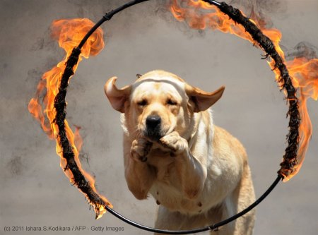 Dog Through Fire Mandala