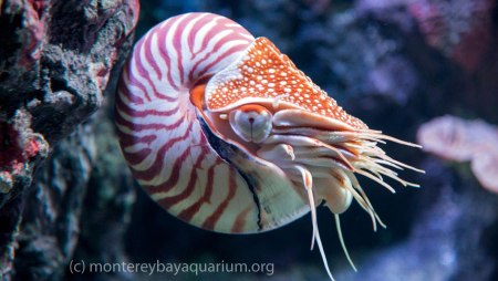 Chambered Nautilus - source: MontereyBayAquarium.org