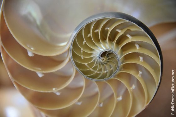 Inside a Nautilus Shell - source: PublicDomainPictures.net
