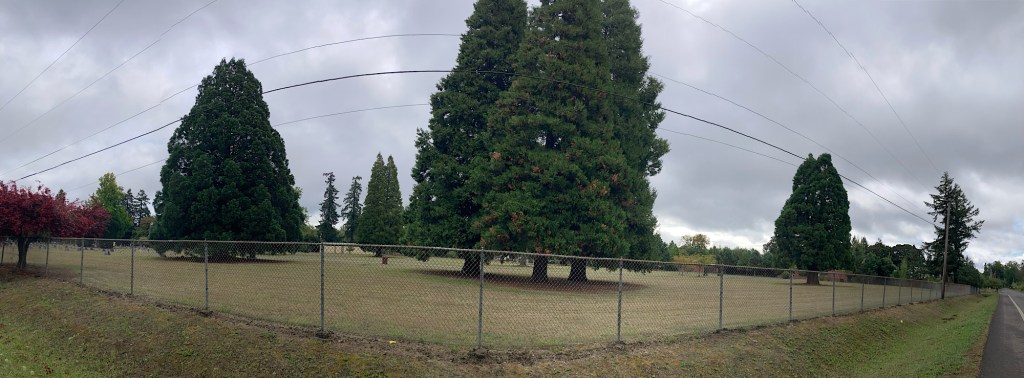 panoramic view of trees in south Corvallis